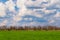 Green field and blue sky with clouds. Rural landscape