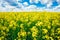 Green Field Blue Sky. Early Summer, Flowering Rapeseed. Oilseed