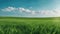 green field and blue sky A green grass on blue clear sky, spring nature panorama theme. The grass is fresh and lush,