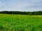 Green field and blue sky: Vibrant green prairie meadow field