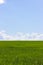 Green field and blue sky with white clouds, the background wallpaper landscape vertical. Rural landscape with wheat sprouts, sky
