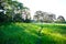 A green field at the brazilian amazon