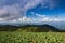 Green field of cabbage farm in front of mountain