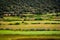 Green field cactus and forest trees