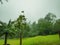 Green field For camping with mist on Khao Luang mountain Ramkhamhaeng National Park in rainy day