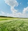 green field with chamomiles under clouds