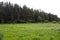 Green field and coniferous forest on a cloudy day. Northern nature, Karelia