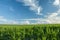 Green field of corn, horizon and white clouds in the blue sky