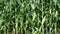 Green field corn with summer ears in farm field closeup