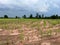 green field of corn trees in the countryside at Thailand