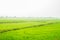 Green field in the countryside background