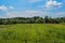 A green field, covered with corn, on a July day. A beautiful summer day with a very blue sky and many white and fluffy clouds.