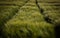 Green field with crops, barley