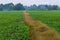Green field crops, improve soil in rice fields