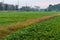 Green field crops, improve soil in rice fields