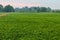 Green field crops, improve soil in rice fields