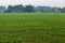 Green field crops, improve soil in rice fields