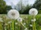 Green field of dandelions covered with dense seeds