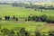 Green field with farm houses