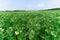 Green field of flowering peas