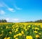 Green field with flowers under blue cloudy sky