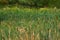 Green field full of Typha flowering plants, also called bulrush, reedmace, cattail, corn dog grass