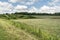 Green field with grass and flowers, low bushes, forest on the horizon, blue sky with cumulus clouds, nature background