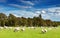 Green field and grazing sheep