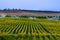 Green field with growing crop of corn sprinckled by water using