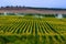 Green field with growing crop of corn sprinckled by water using