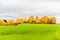 Green field on a hill of yellow birch background cloudy sky aut