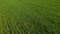 Green field landscape aerial. Agricultural field on background blue sky