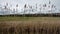 Green field and last year`s dried up bulrush above the irrigation canal