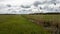 Green field and last year`s dried up bulrush above the irrigation canal