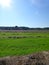 Green field with long stripes of hay