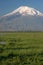 Green field on Mount Masis background by Sis village