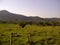 Green field with mountains on the horizon, natural and warm environment