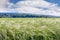 Green field with oat crops. Rural landscape_