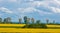 A green field planted with yellow rapeseed flowers against a blue summer sky. island of trees on the field. sunny sky over a multi