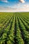 Green field of potato crops in a row.