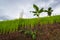 Green field of rice and banana tree