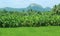 Green field of rice and banana trees