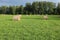 On green field the rolls of cut grass are dried for the cattle for the winter