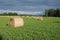 On green field the rolls of cut grass are dried for the cattle for the winter