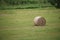 On green field the rolls of cut grass are dried for the cattle for the winter