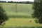 On green field the rolls of cut grass are dried for the cattle for the winter