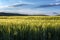 Green field of rye. Blue sky with cumulus clouds. Summertime landscape. Selective focus. Concept agro culture