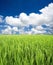 Green field, sky and clouds