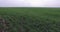 Green field with small wheats stems and blue sky in background.