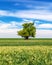 Green field with solitary tree under blue sky in spring. Lone tree in a green field